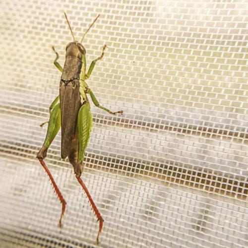 Lưới chắn côn trùng Thái Lan 32 Mesh